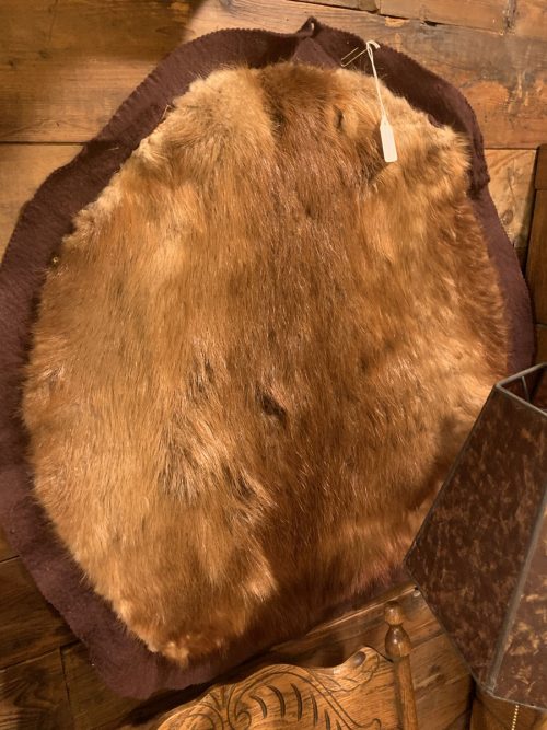 Beaver Pelt Taxidermy.